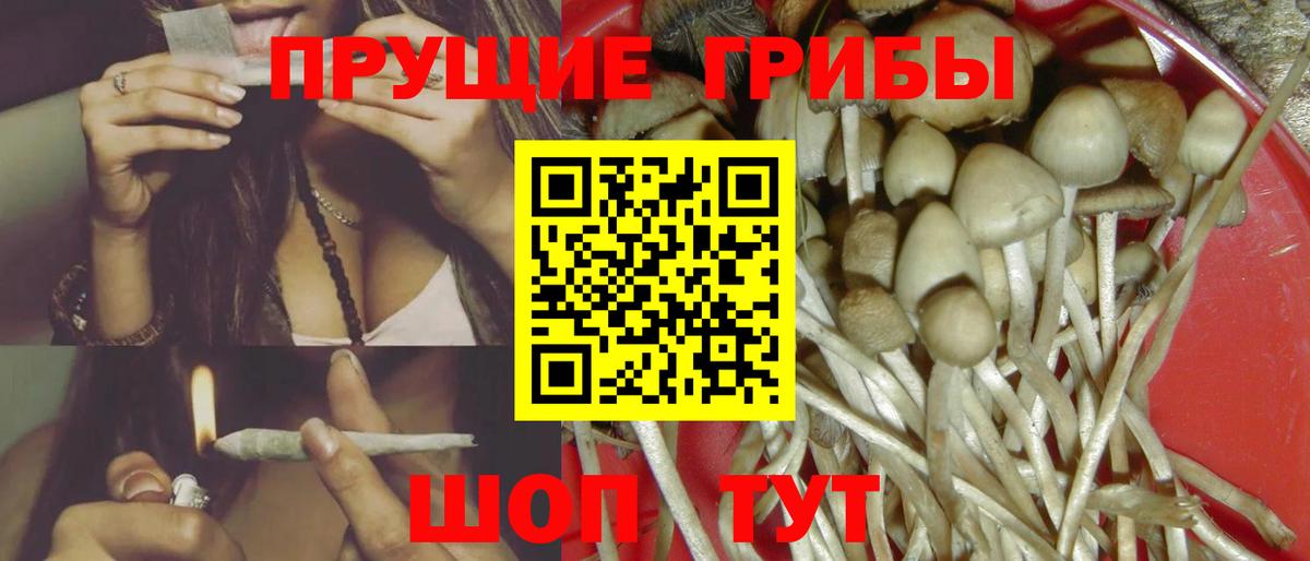 Галлюциногенные грибы Psilocybe Туапсе